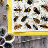 Bees of Britain | Postcard | Conscious Craft
